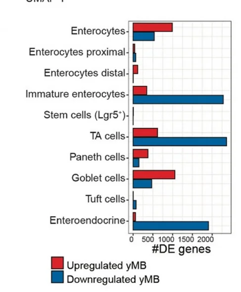 Open access visualization of Bar Plot, Clustered, Up-regulated Genes, Down-regulated Genes, Epithelial Cell Type