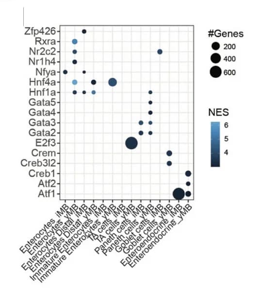 Open access visualization of Bubble Plot, Transcriptional Regulators, Up-regulated DEGs