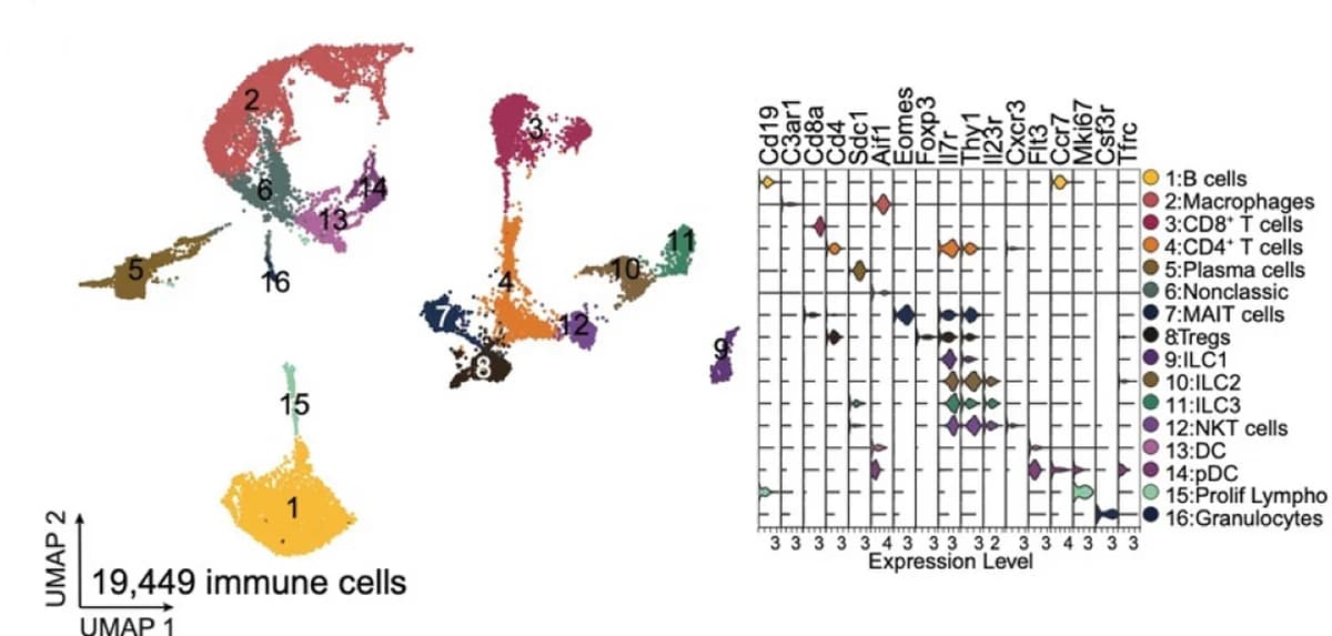 Open access visualization of UMAP, Violin Plot, Immune Cell Clusters, Marker Gene Expression