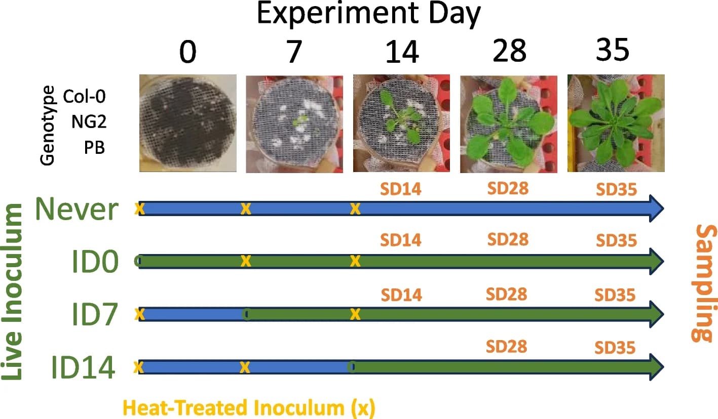 Open access visualization of Workflow, Photo, Flow Pot Experiment, Inoculation, Live Inoculum