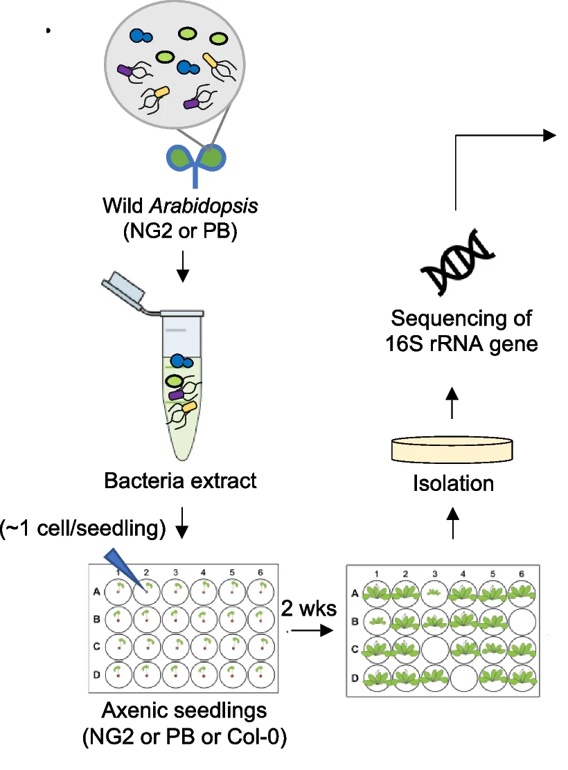 Open access visualization of Workflow, Flowchart, In-Planta Isolation, Leaf-Associated Microbes, A. thaliana