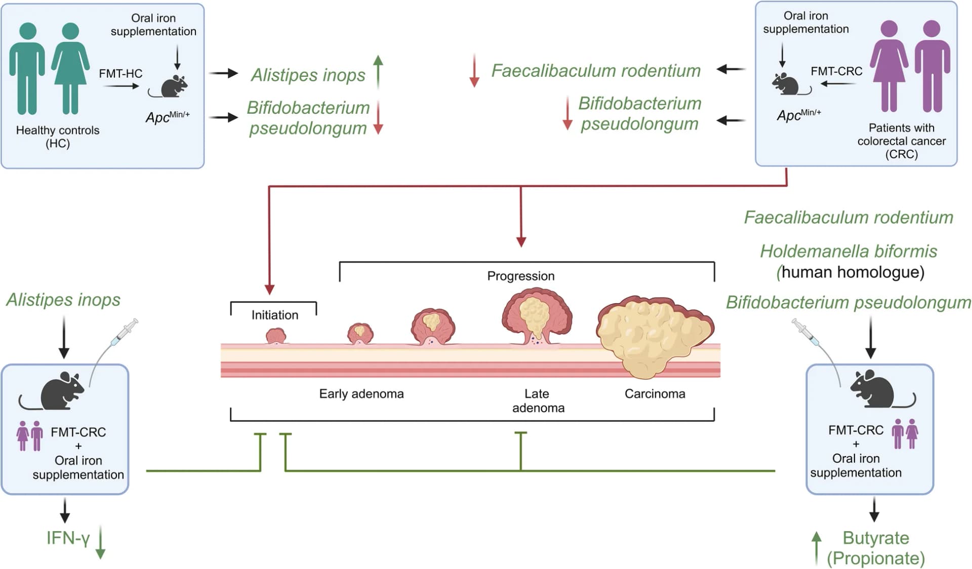 Open access visualization of Workflow, Flowchart, Iron Supplementation, CRC, Gut Microbiota
