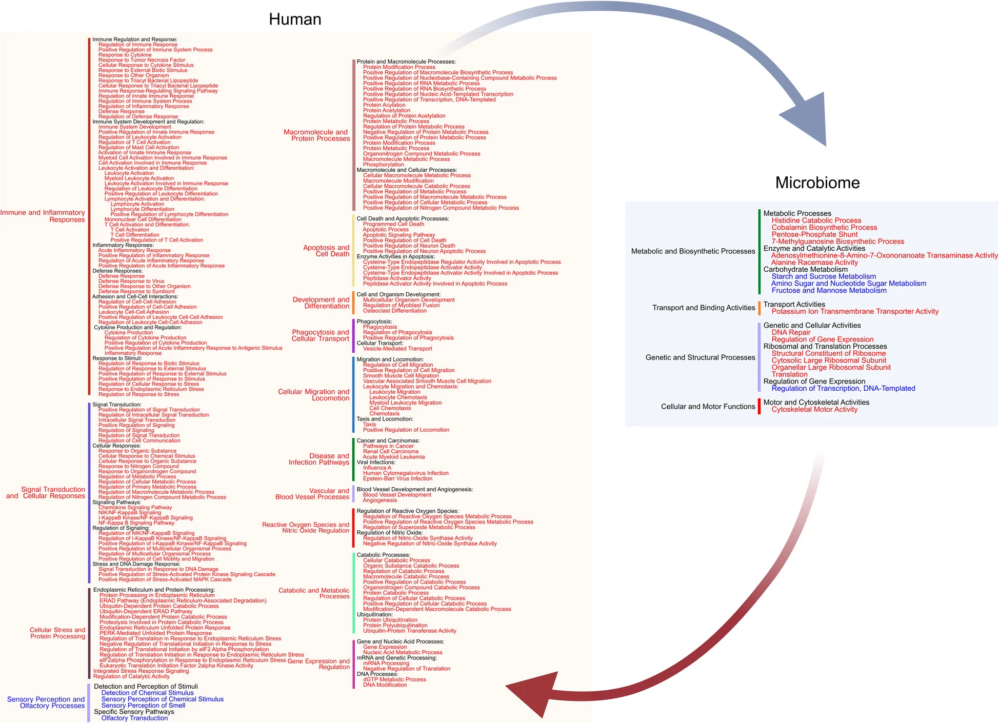 Open access visualization of Workflow, Flowchart, Positive Feedback Loop, Disease Progression, Host-Microbiome Interaction