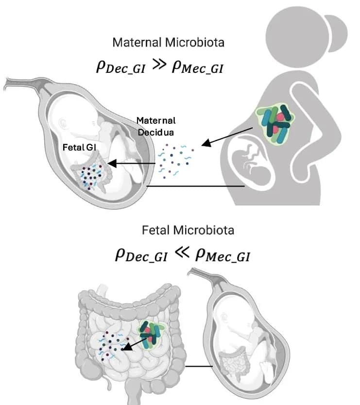 Open access visualization of Illustration, Bacterial Metabolites, Decidua, GI Tissues, Meconium