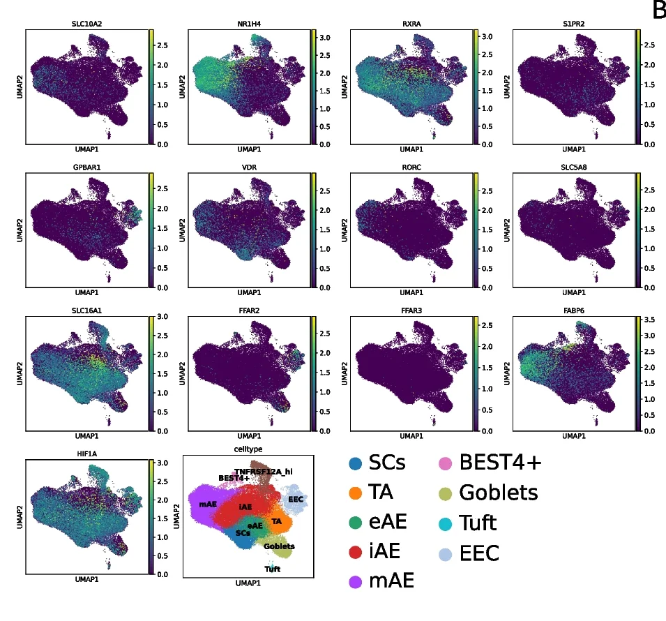 Open access visualization of UMAP, UMAP Plot, Bile Acid, SCFA, Gene Expression