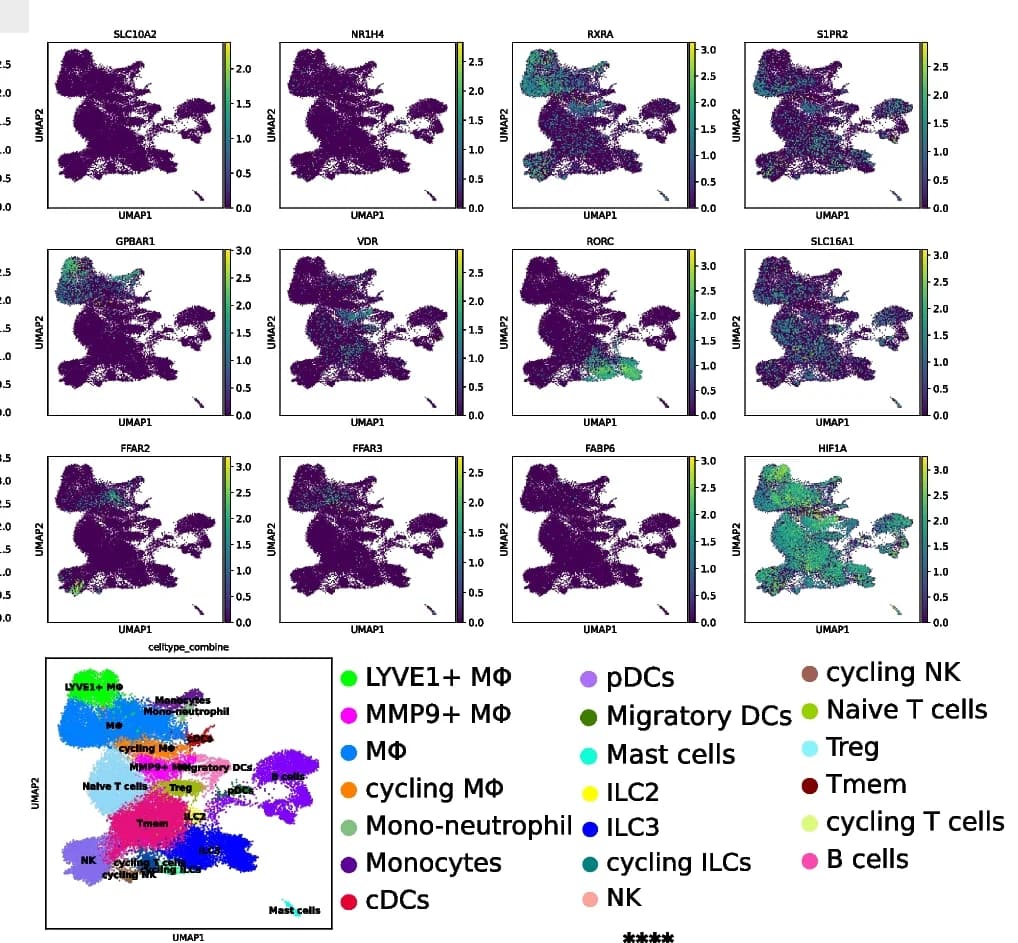 Open access visualization of UMAP, Scatter Plot, UMAP Plot, Bile Acid, SCFA