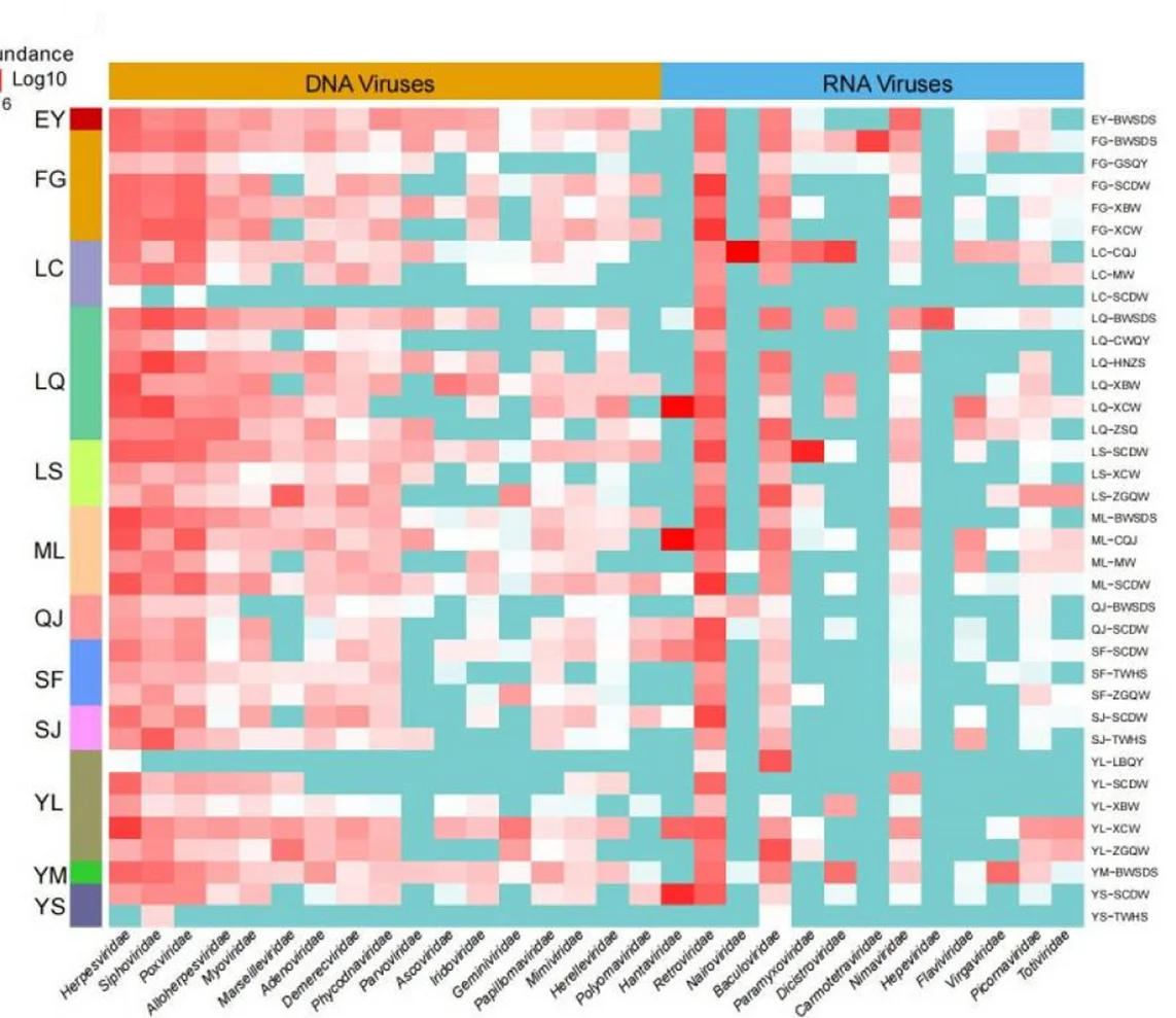 Open access visualization of Heatmap, Clustered, Viral Families, Relative Abundance, Pooled Sample
