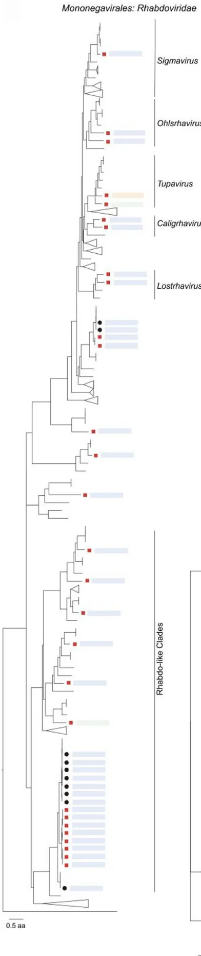 Open access visualization of Network, Pathway, Vertebrate, Invertebrate, Viruses