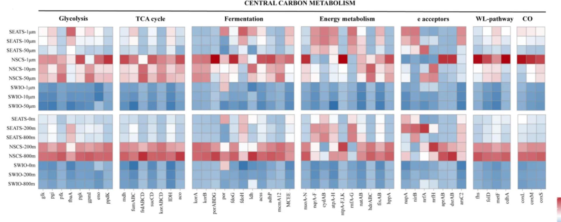 Open access visualization of Heatmap, Clustered, Z-score Heatmap, Prokaryotic Genes, Carbon Metabolism
