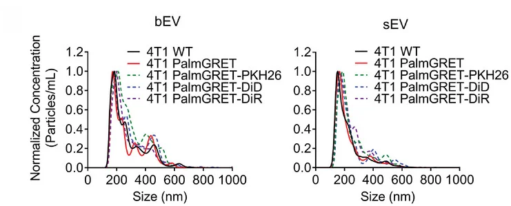 Plot showing: Line Plot, Density Plot, Size distribution, bEVs, sEVs
