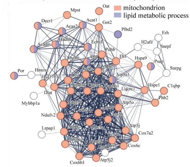 Plot showing: Network, Pathway, Protein Interaction Network, Mitochondrion, Lipid Metabolism