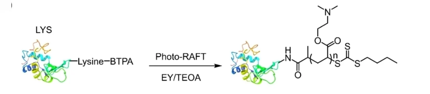 Plot showing: Workflow, Chemical Structure, RAFT Polymerization, Protein-Polymer Conjugate, Synthetic Pathway