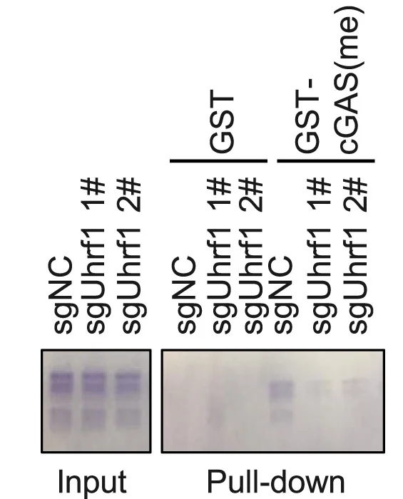 Plot showing: Gel, GST Pull-Down Assay, Methylated cGAS, Nucleosomes, Uhrf1knockout