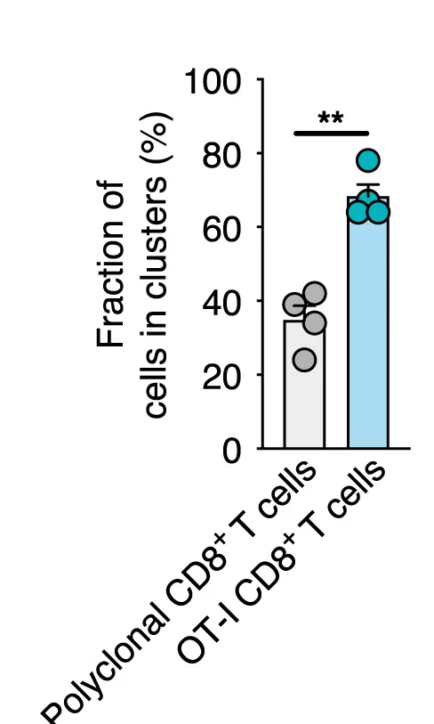 Plot showing: Bar Plot, Scatter Plot, Error Bars, Quantification, Tumor Sections