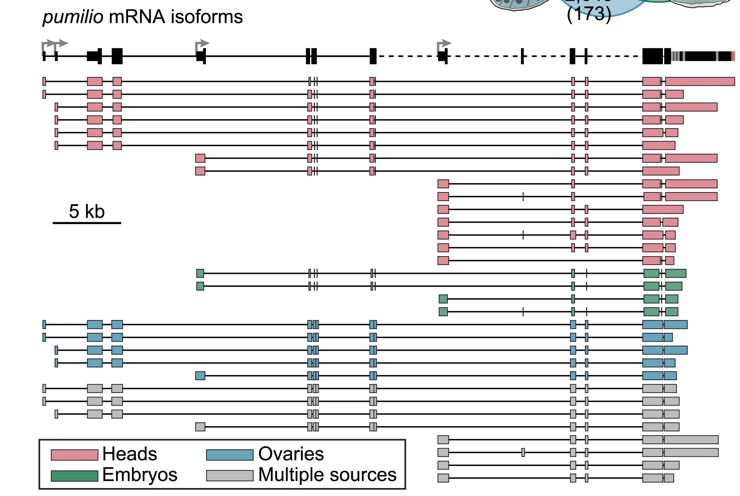 Plot showing: Bar Plot, CIA Annotation Tracks, pumilio mRNA Isoforms, Exons, Introns