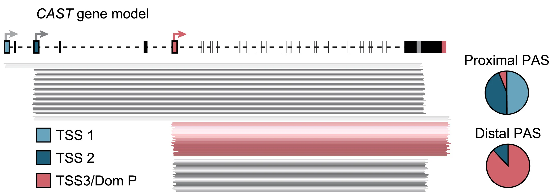 Plot showing: Pie Chart, Illustration, Promoter dominance, Brain organoids, Full-length reads