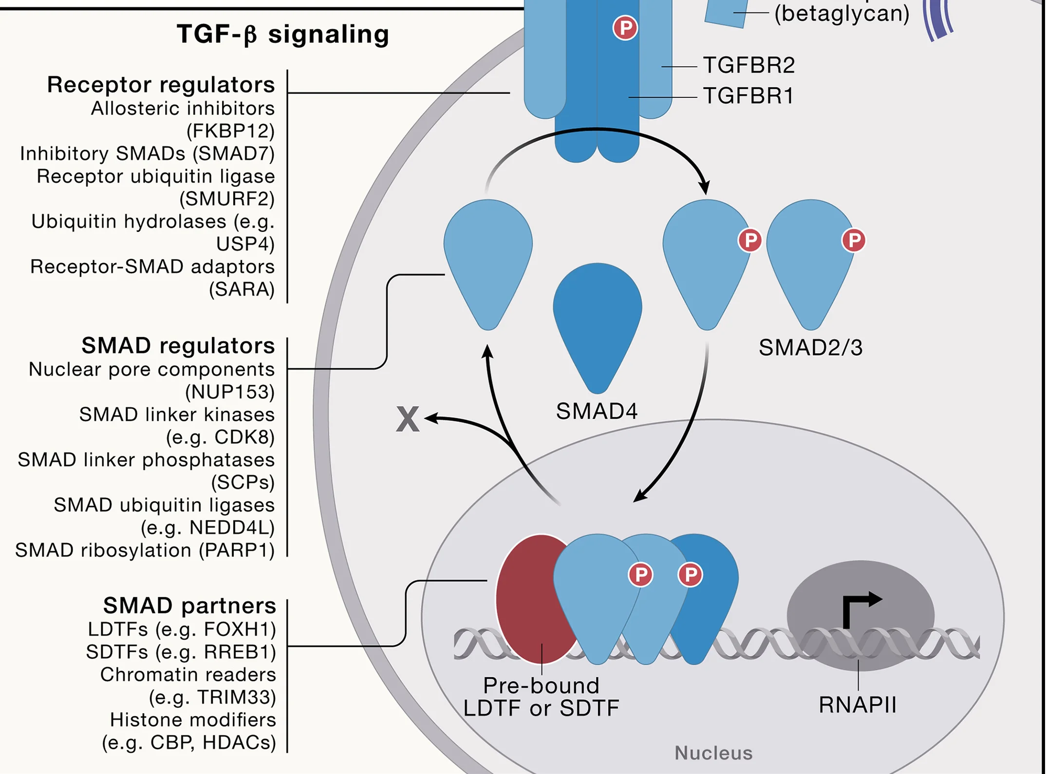 Plot showing: Workflow, Flowchart, Illustration, Betaglycan, TGF-β