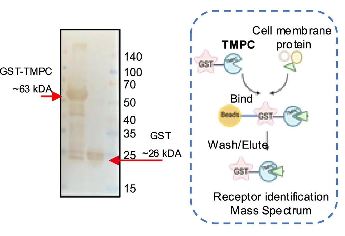 Plot showing: Gel, Workflow, Ges-1 Membrane Protein, GST Pull-down Assay, GST-TMPC