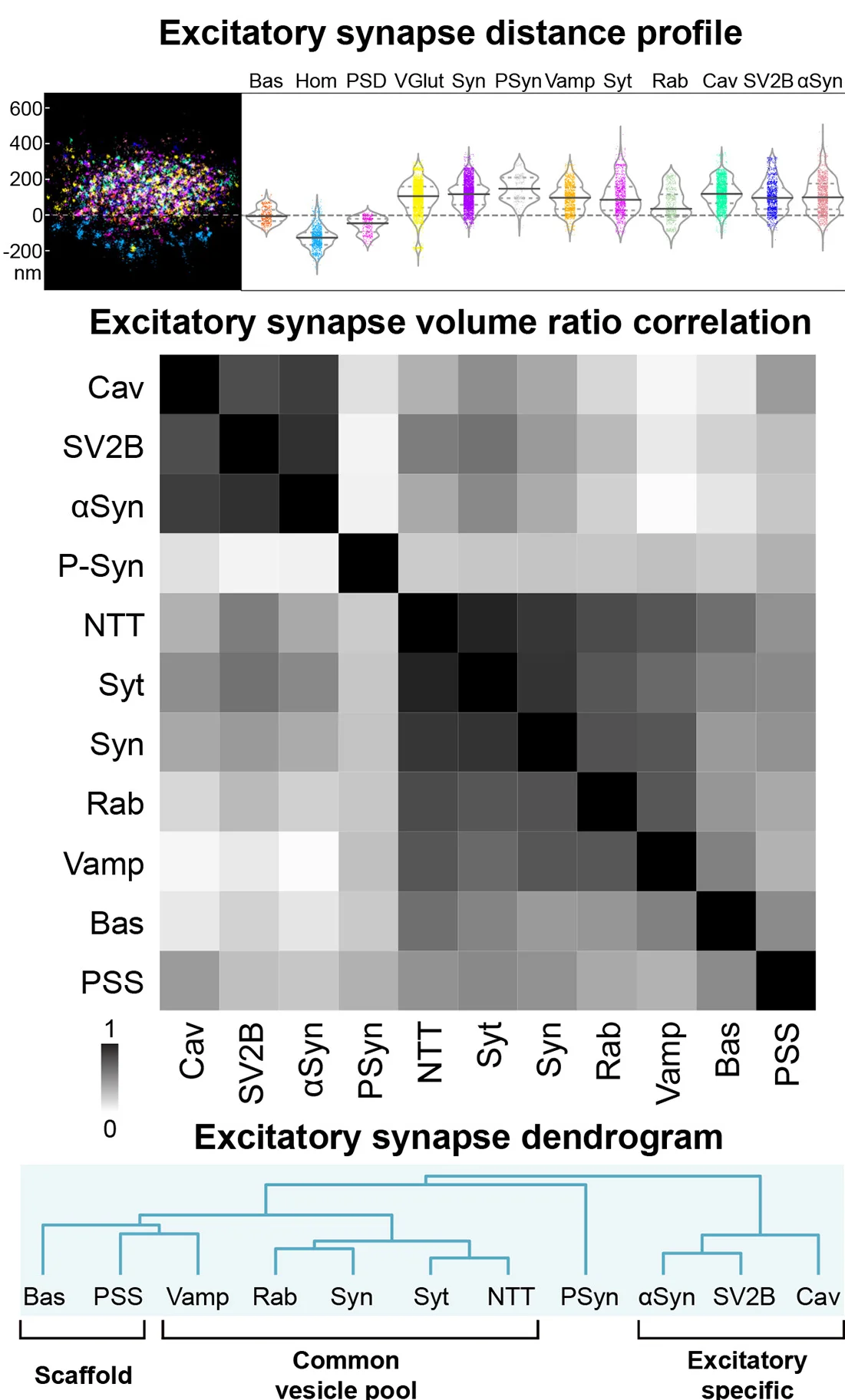 Plot showing: Scatter Plot, Violin Plot, Heatmap, Clustered, Excitatory Synapses