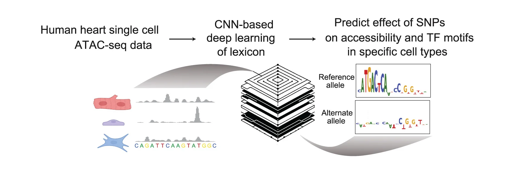 Plot showing: Workflow, Line Plot, Illustration, Deep Learning Models, Alternate Alleles