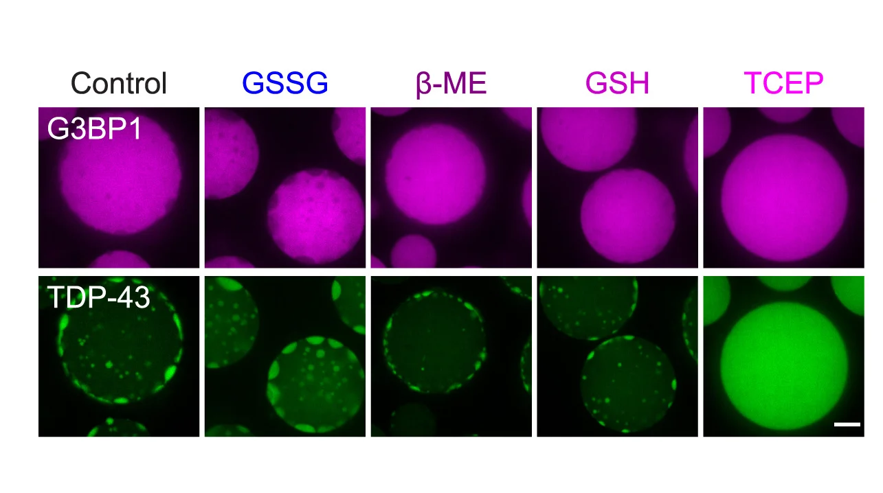 Plot showing: Microscopy, Redox Modifications, TDP-43, G3BP1-RNA Condensates, GSSG