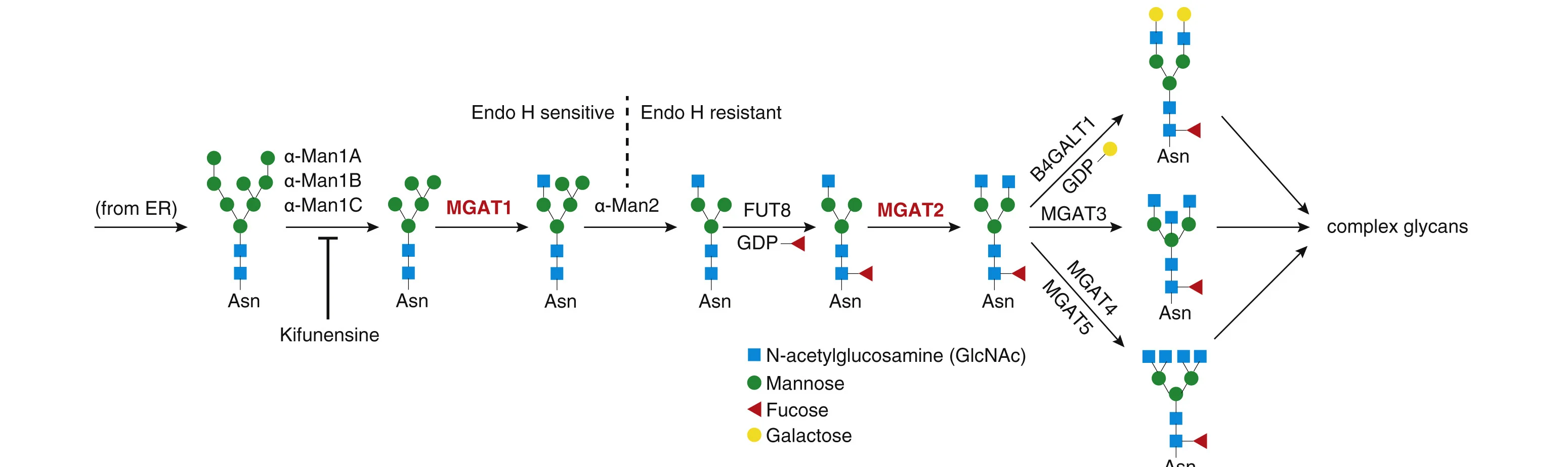 Plot showing: Workflow, Flowchart, Illustration, N-linked glycosylation, Golgi apparatus