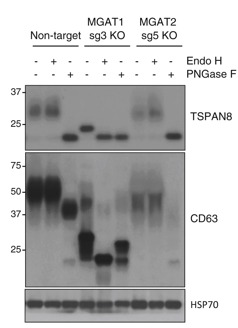 Plot showing: Gel, Western blot, TSPAN8, CD63, MEC Cells