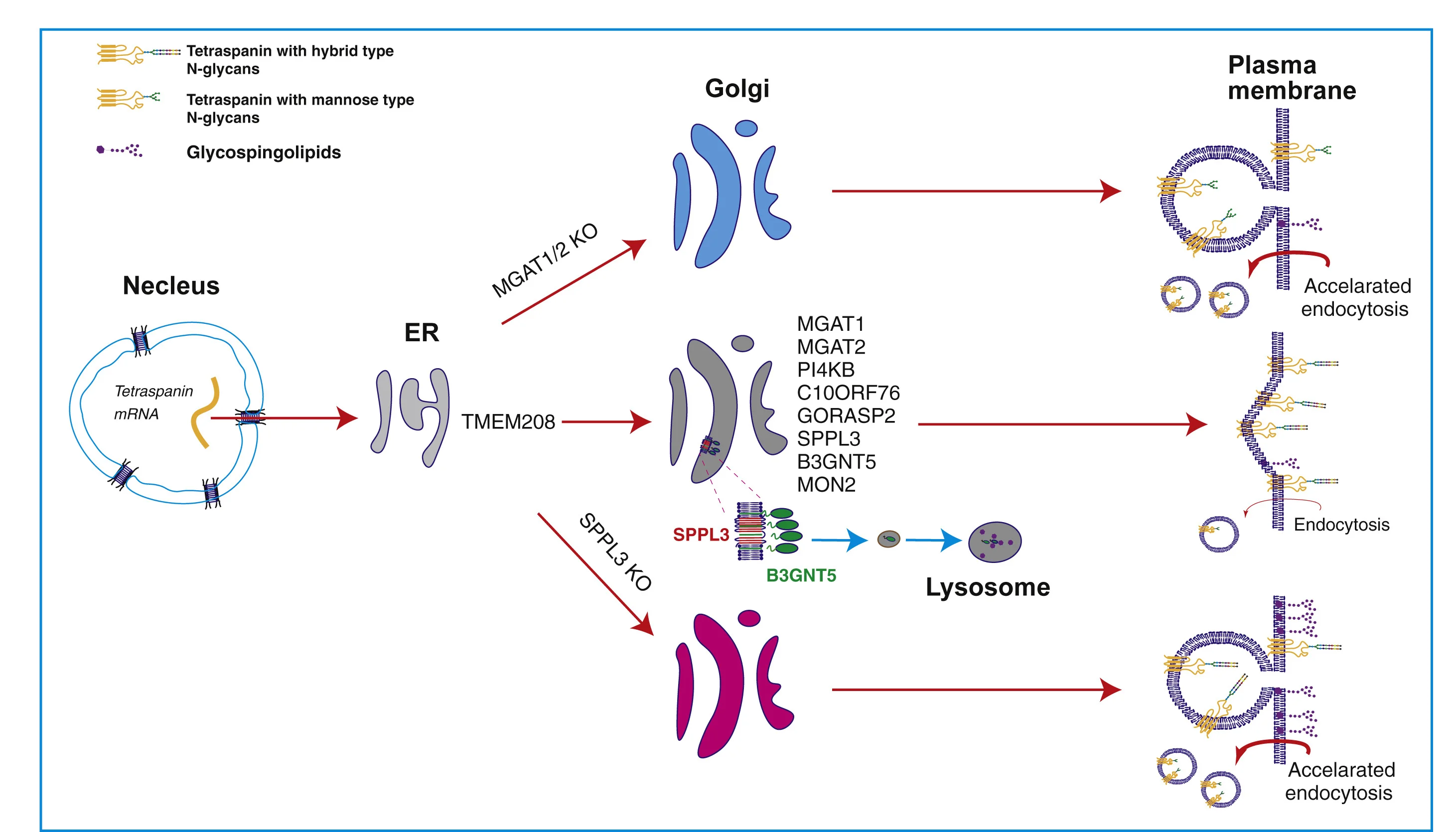 Plot showing: Workflow, Illustration, Tetraspanins, Cell-Surface Expression, TMEM208
