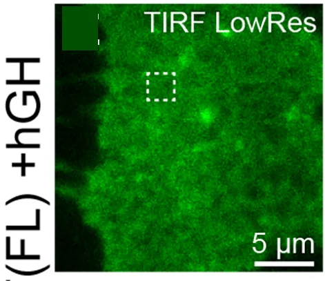 Plot showing: Microscopy, HEK293 Cells, GHR-WT(FL)-mEOS2, TIRF Image, Diffusion Coefficient