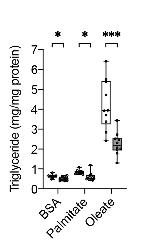 Plot showing: Box Plot, Scatter Plot, Triglyceride content, Hepatocytes, BSA