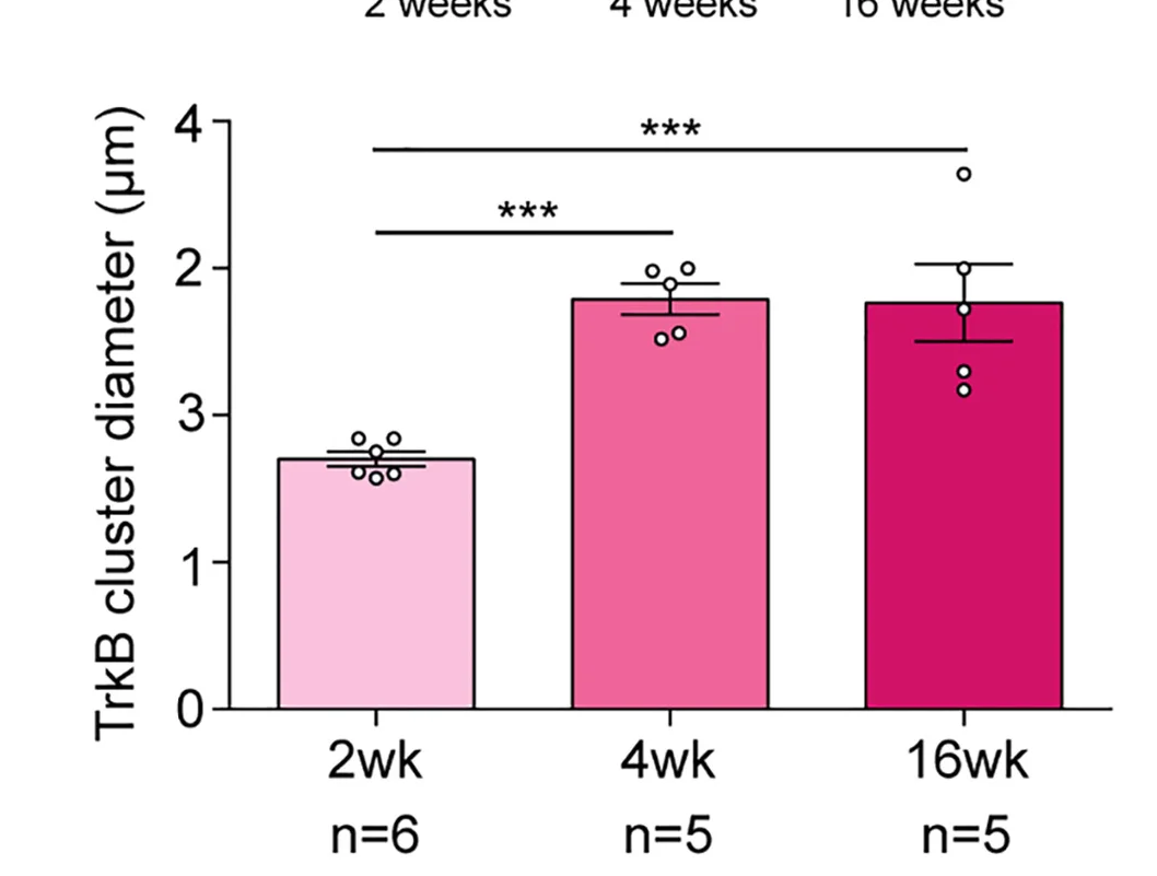 Plot showing: Bar Plot, Error Bars, Quantification, TrkB Cluster Diameter, Lesion