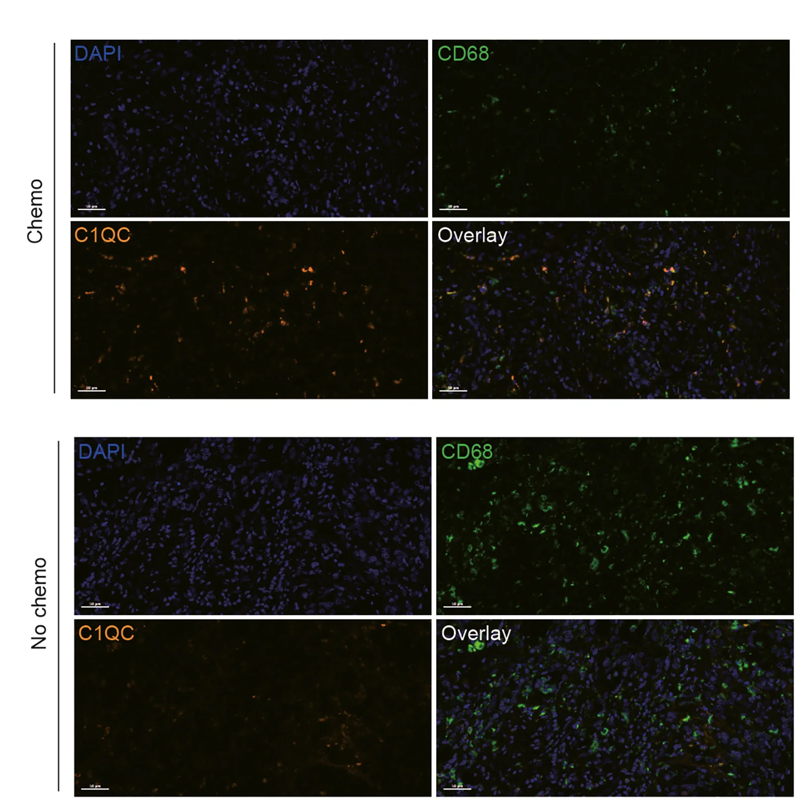 Plot showing: Microscopy, Monochrome Images, Overlapping Images, Chemotherapy, Non-Chemotherapy