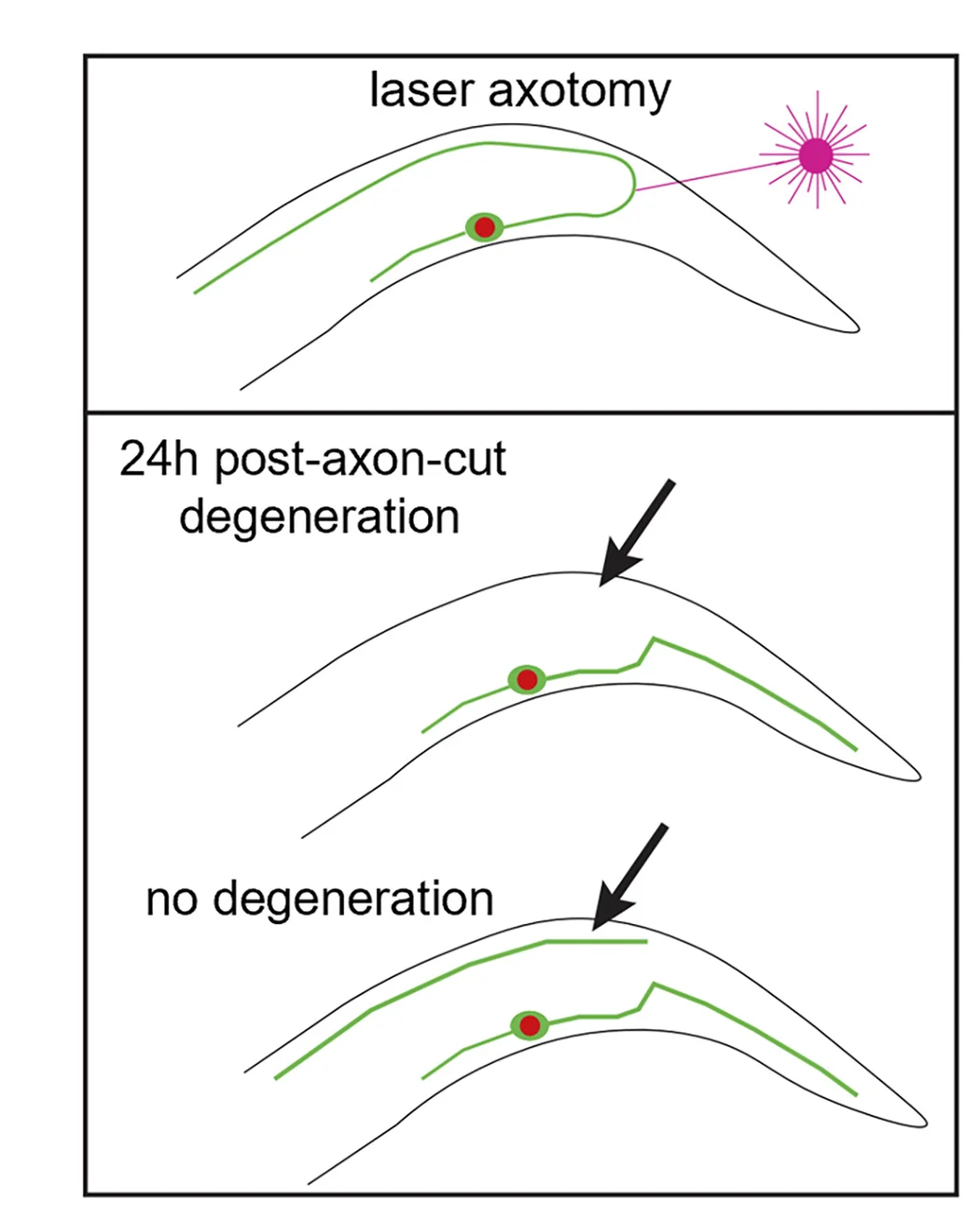 Plot showing: Illustration, DA9 Neuron, Axotomy, Degeneration