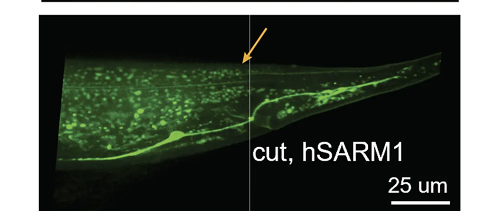 Plot showing: Microscopy, Micrograph, hSARM, Degeneration, Axotomy