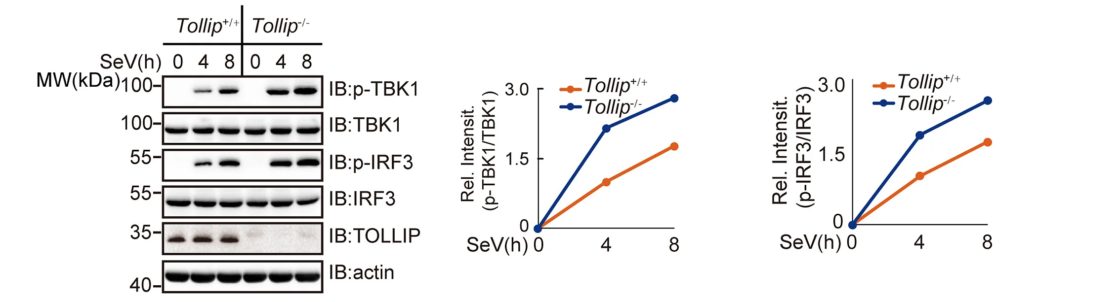 Plot showing: Line Plot, Gel, Immunoblot Analysis, TBK1, p-TBK1