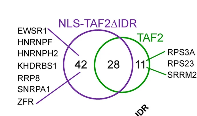 Plot showing: Venn Diagram, Mass Spectrometry, TAF2, RNA Binding Proteins