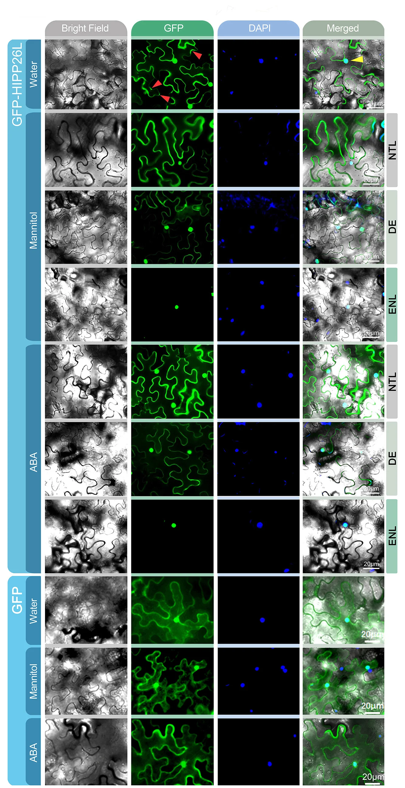 Plot showing: Microscopy, GFP-HIPP26L, Free GFP, Mesophyll Cells, N. benthamiana