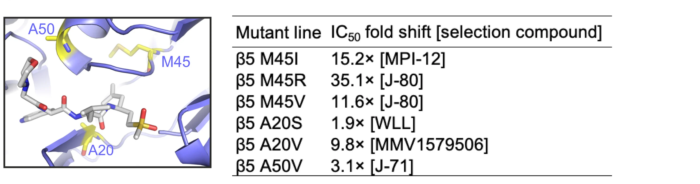 Plot showing: Protein Structure, Table Image, Residues, Proteasome, Inhibitors