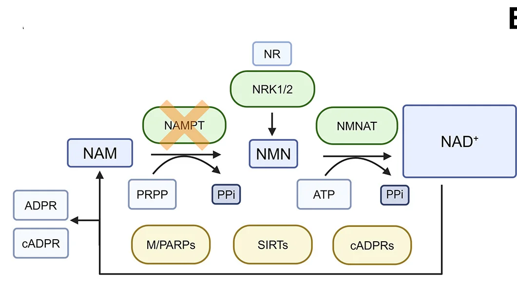 Plot showing: Pathway, NAMPT, NAD+ Biosynthesis Pathway