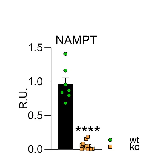 Plot showing: Bar Plot, Error Bars, Scatter Plot, NAMPT, Gastrocnemius Muscle