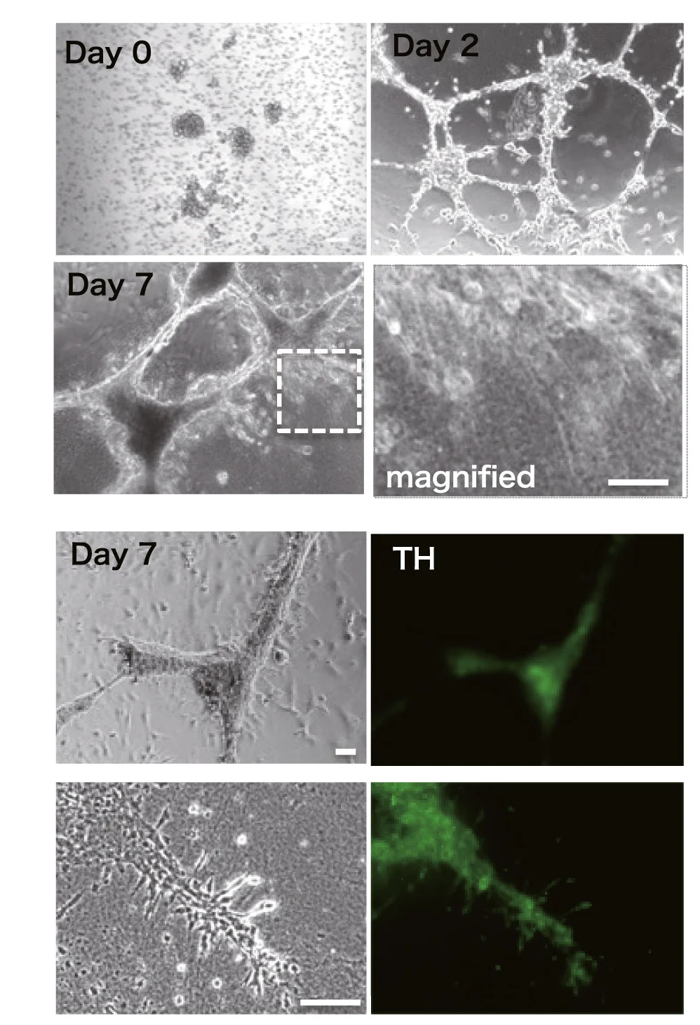 Plot showing: Microscopy, Photo, Phase-contrast, Green Fluorescence, Differentiated iNSLCs