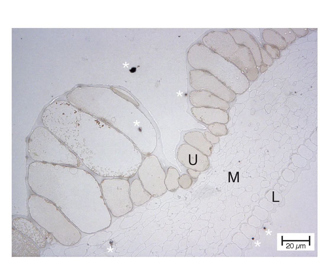 Plot showing: Microscopy, Perls'-DAB Staining, Quetol-Embedded Slices, Spotted Florets, Iron