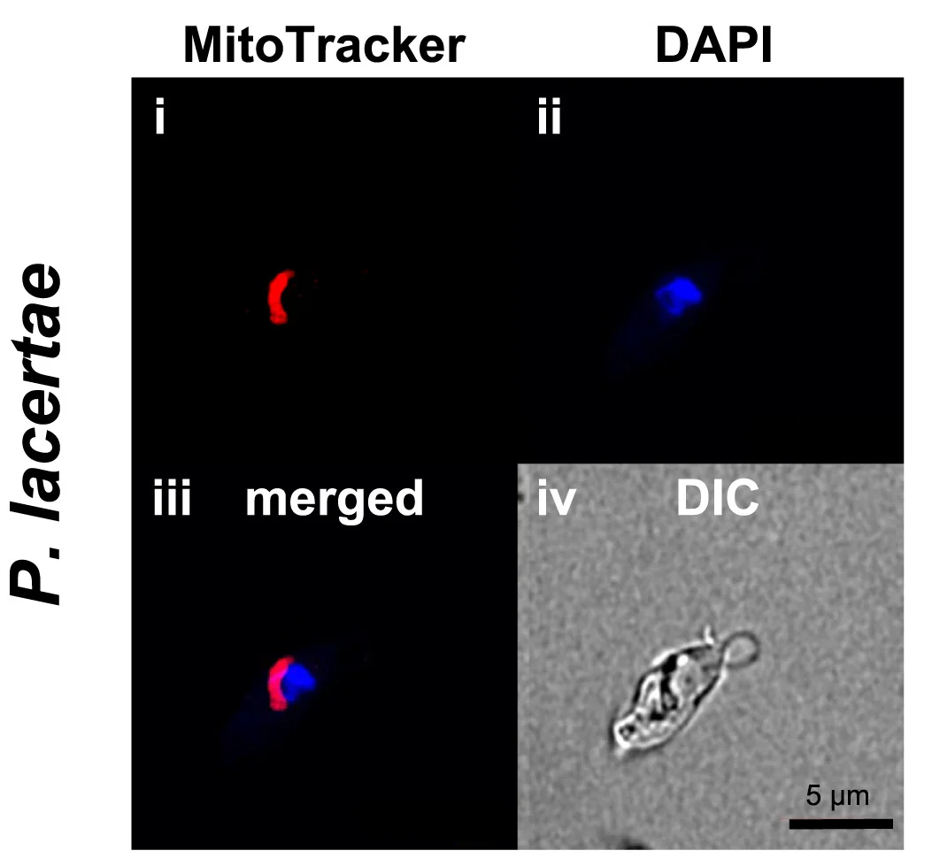 Plot showing: Microscopy, Confocal Microscopy, P. lacertae, MitoTracker Deep Red, Mitochondrion-related Organelles