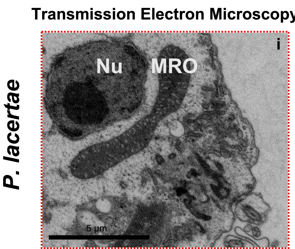 Plot showing: Microscopy, P. lacertae, Scanning Electron Microscopy, Cell Shape, Flagella