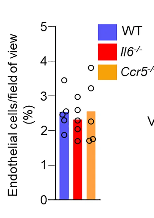 Plot showing: Bar Plot, Scatter Plot, CD31+ Cell Density, Tumor Sections, Immunofluorescence