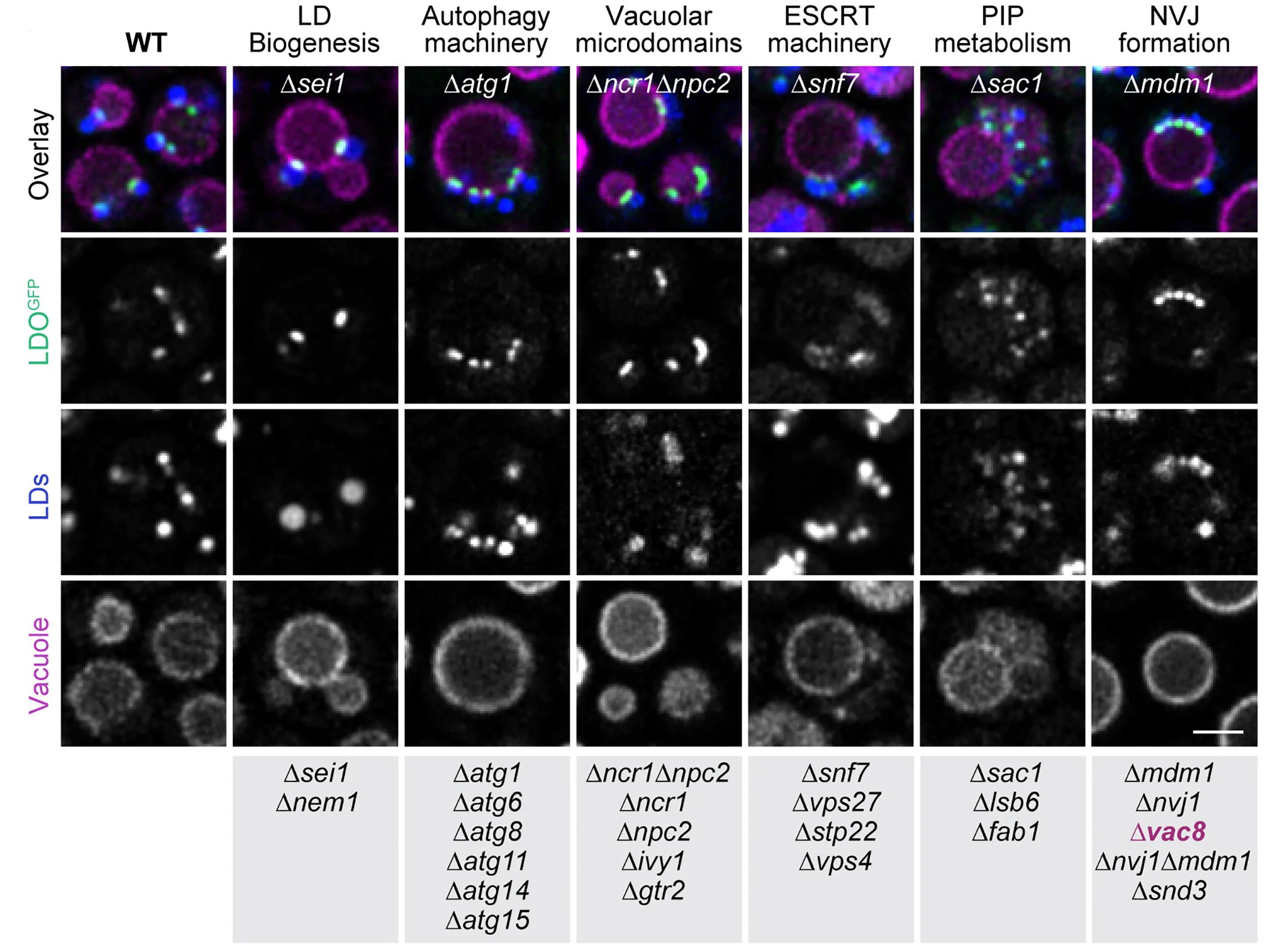 Plot showing: Microscopy, Micrographs, Wild Type, Mutants, LDOGFP