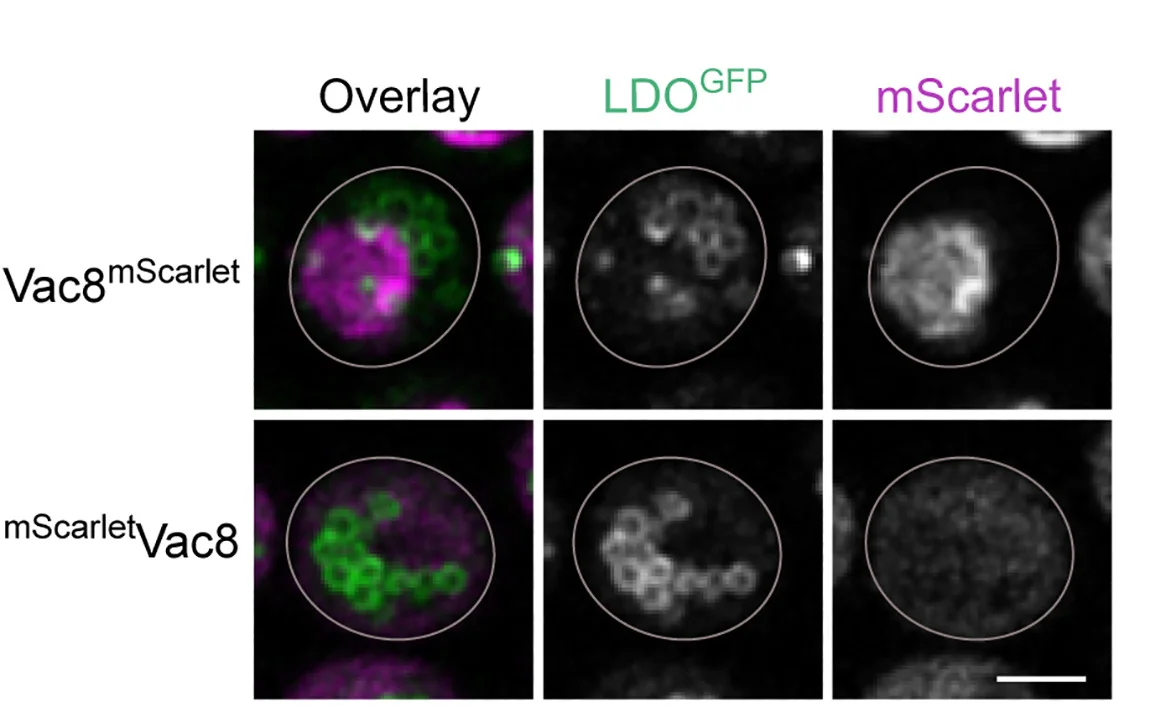 Plot showing: Microscopy, Cells, LDOGFP, Vac8, mScarlet