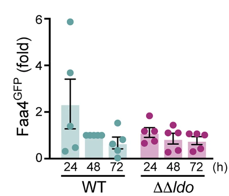 Plot showing: Error Bars, Bar Plot, Scatter Plot, Quantification, Faa4GFP