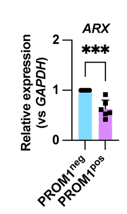 Plot showing: Bar Plot, Error Bars, Differential ARX Expression, TagRFPt+PROM1- Cells, TagRFPt+PROM1+ Cells