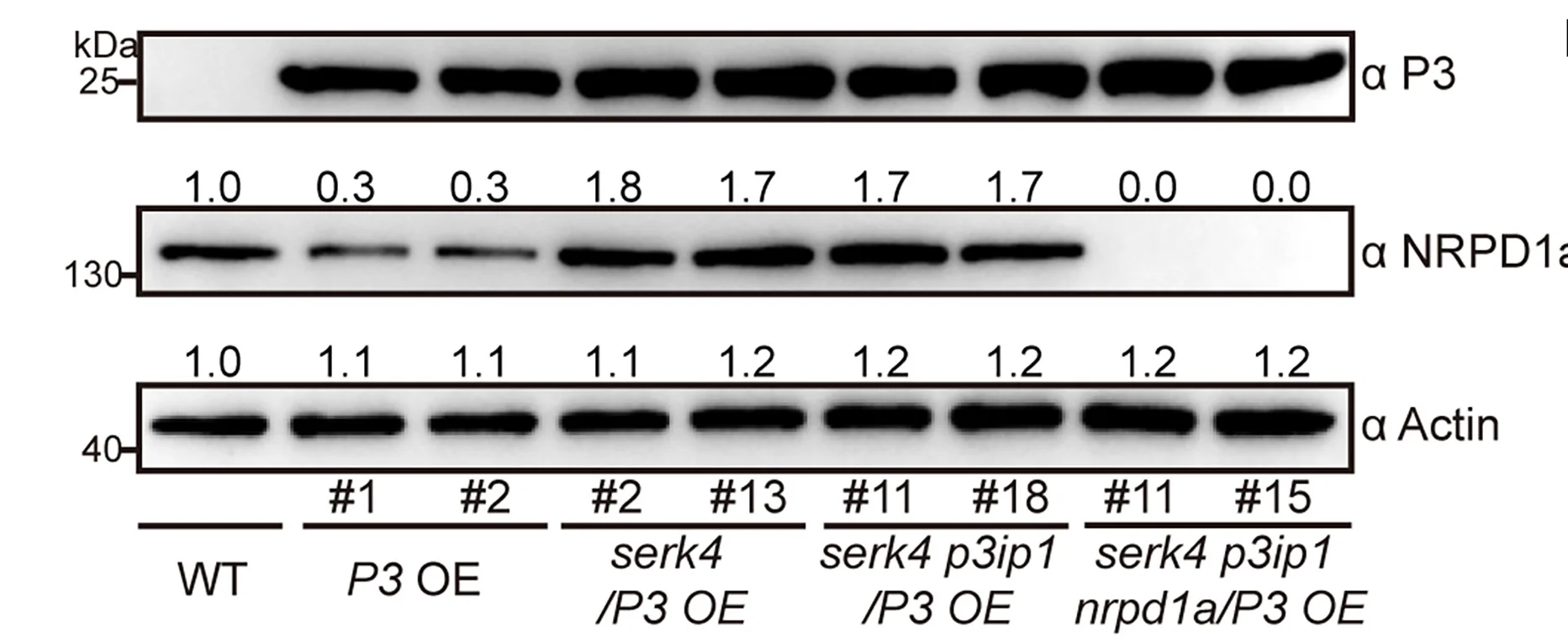 Plot showing: Gel, Immunoblot Analysis, P3 Protein, NRPD1a, Actin